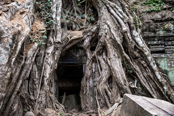 Ta Prohm temple ruins hidden in jungles, Siem Riep, Cambodia