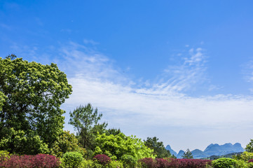 The plant with blue sky background  