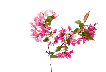 Pink flowers of apple-tree isolated