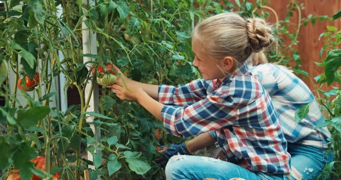 Girl picking up tomato in kitchen garden and putting it to basket