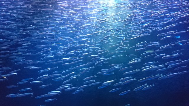 イワシの大群 の画像 652 件の Stock 写真 ベクターおよびビデオ Adobe Stock