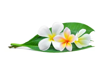 Zelfklevend Fotobehang Frangipani witte frangipani of plumeria (tropische bloemen) met groene bladeren geïsoleerd op een witte achtergrond