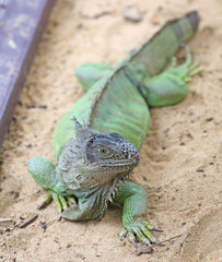 An Iguana poses for its portrait focus at eye.