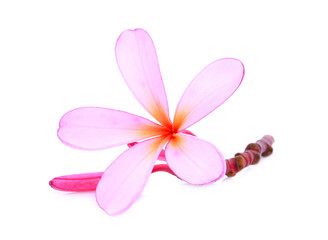 Fototapeta na wymiar pink frangipani or plumeria (tropical flowers) with drop of water isolated on white background