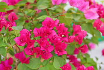 Bougainvillea paper flower in colorful color.