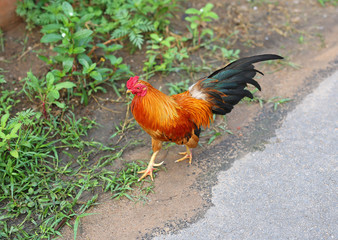 Bantams for food in the garden.