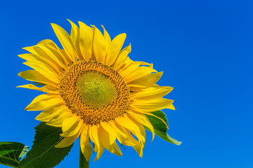 Yellow field of sunflowers