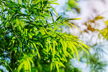 Bamboo leaves with sunlight.