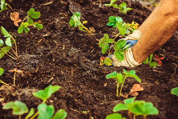 Planting a seedling in the ground