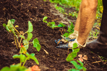 Planting a seedling in the ground
