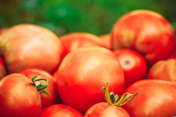 Delicious red tomatoes. A pile of tomatoes.