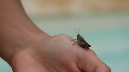 Insecte sur main exterieur