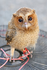 Little owl baby.