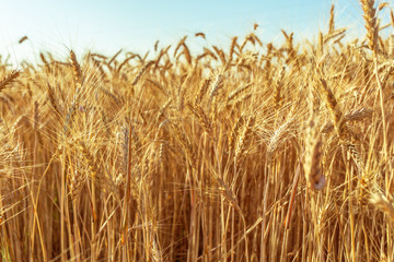 golden wheat field and sunny day