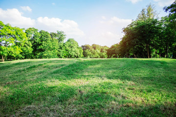 Fototapeta premium lawn and trees with blue sky.