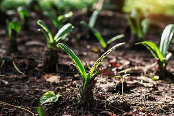 plant on ground.