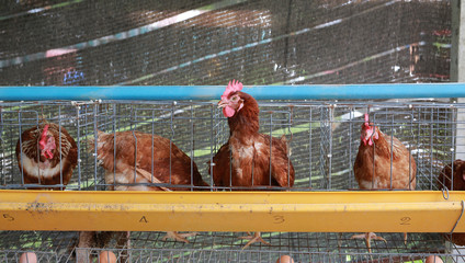 Chicken farm in Thailand , egg manufacture.