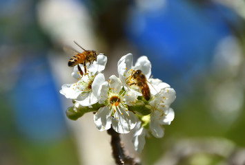 Bees Pollinating 