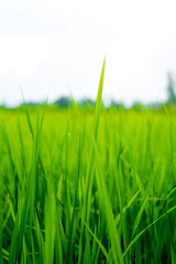 Paddy rice field on a white background