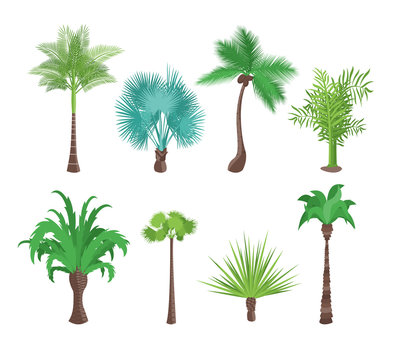 Decorative Green Tropical Palm Trees Set. Vector