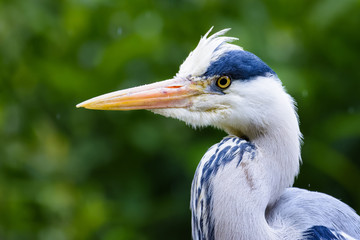 Portrait of a grey heron