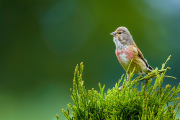 Common linnet sitting on a bush