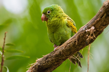 Papagei auf einem Ast im Dschungel von Tikal, Guatemala