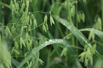 Oats field in morning dew
