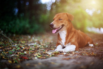 Portrait of an adorable brown dog.