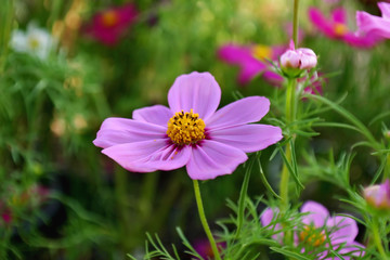 Purple cosmos flower.