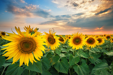 Beautiful ripe sunflowers at sunset