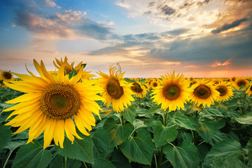 Fototapeta premium Beautiful ripe sunflowers at sunset