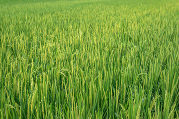 Blooming healthy rice field