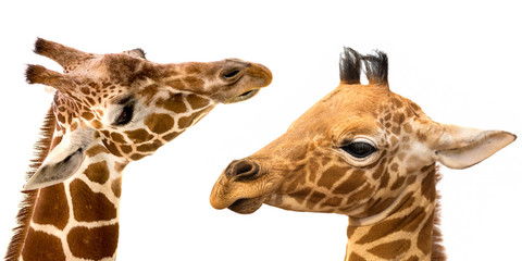 Giraffes portrait on white background