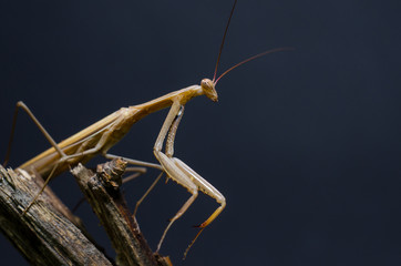 Brown Mantis religiosa.