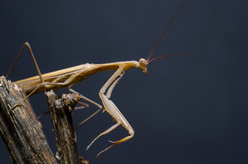Brown Mantis religiosa.