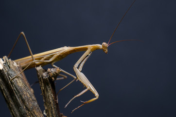 Brown Mantis religiosa.