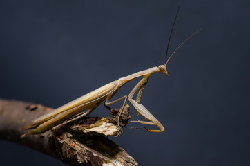Brown Mantis religiosa.