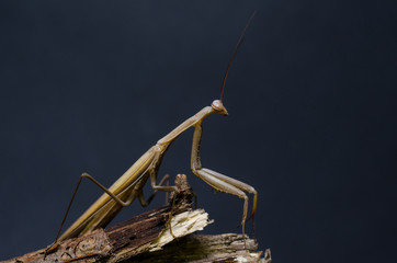 Brown Mantis religiosa.