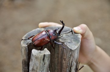木の幹に登るカブトムシのオス