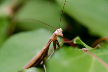 Brown Mantis religiosa.