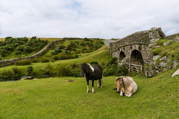 Wild horses in Dartmoor