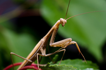 Brown Mantis religiosa.
