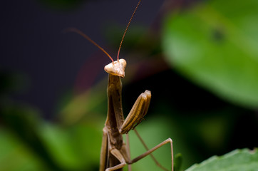 Brown Mantis religiosa.