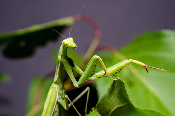 Mantis religiosa. 