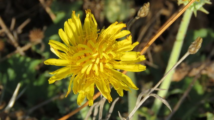 Dandelion flower
