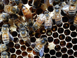 Queen bee and workers on brood honeycomb