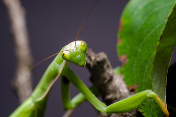 Mantis religiosa eating grasshopper