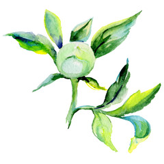 Obraz premium Wildflower peony flower in a watercolor style isolated. Full name of the plant: peony. Aquarelle wild flower for background, texture, wrapper pattern, frame or border.