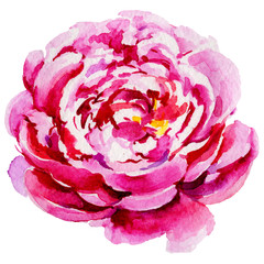 Wildflower peony flower in a watercolor style isolated. Full name of the plant: peony. Aquarelle wild flower for background, texture, wrapper pattern, frame or border.
